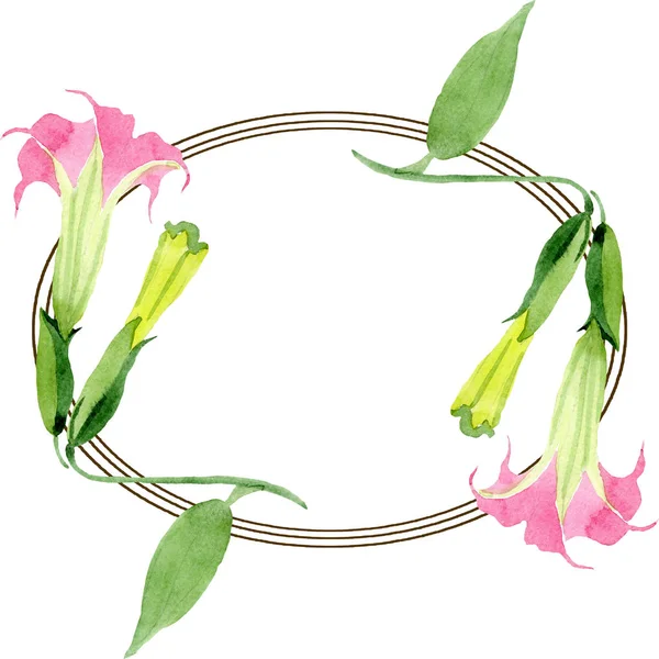 Roze Brugmansia Floral botanische bloemen. Aquarel achtergrond illustratie instellen. Frame rand ornament vierkant. — Stockfoto