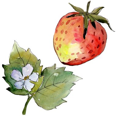 Çileksağlıklı yemek. Suluboya arka plan illüstrasyon seti. İzole berry illüstrasyon elemanı.