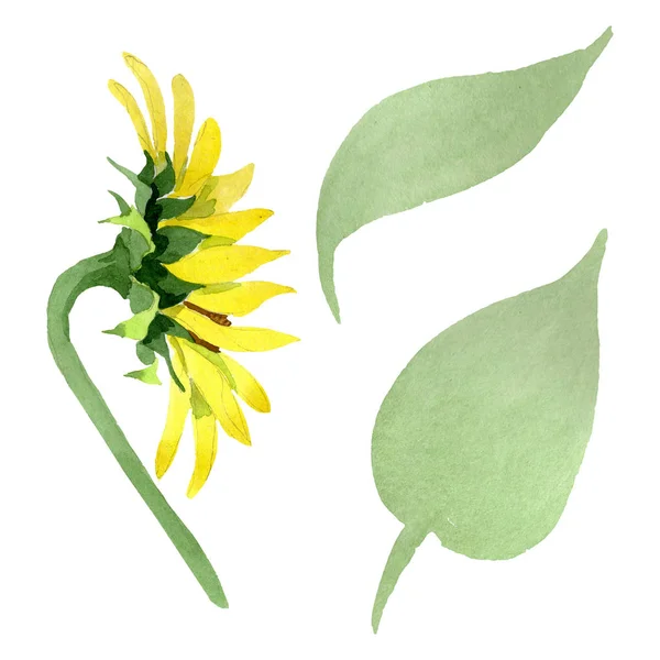 Sunflower floral botanical flowers. Watercolor background illustration set. Isolated sunflower illustration element. — Stock Photo, Image