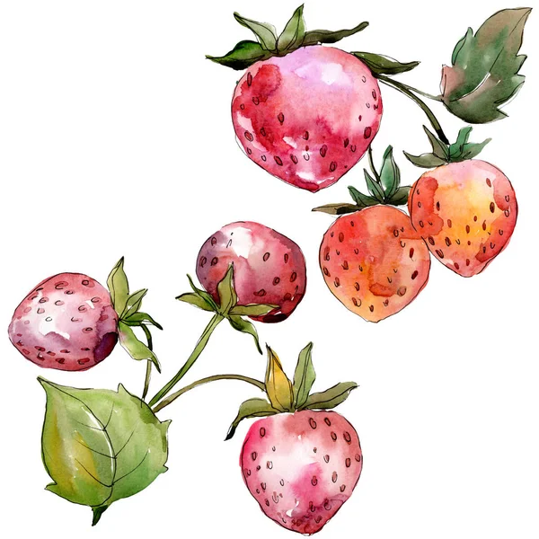 Fraise alimentation saine. Ensemble d'illustration de fond aquarelle. Élément d'illustration de baies isolé . — Photo