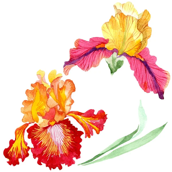 Rode vette ontmoeting Iris bloemen botanische bloemen. Aquarel achtergrond set. Geïsoleerde Iris illustratie element. — Stockfoto