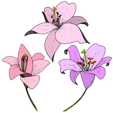 Vektör Lily botanik çiçek. Beyaz arka plan üzerinde oyulmuş mürekkep sanat. İzole lilyum illüstrasyon öğesi.
