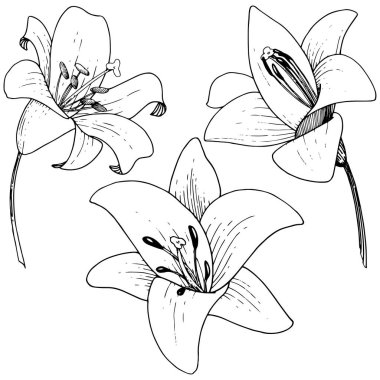 Vektör Lily botanik çiçek. Beyaz arka plan üzerinde oyulmuş mürekkep sanat. İzole lilyum illüstrasyon öğesi.