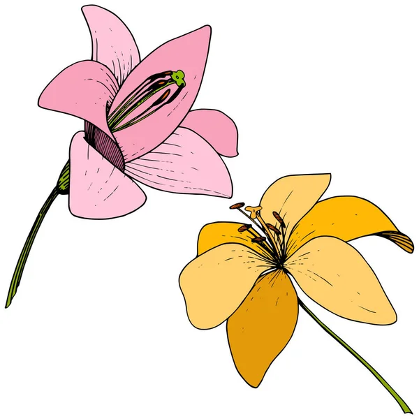Διάνυσμα κίτρινο και ροζ Λουλουδι Κρινος βοτανική. Χαραγμένο μελάνι τέχνης. Απομονωμένη lilium εικονογράφηση στοιχείο. — Διανυσματικό Αρχείο