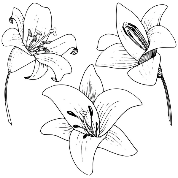 Flor botánica floral Vector Lily. Tinta grabada sobre fondo blanco. Elemento de ilustración de lilium aislado . — Archivo Imágenes Vectoriales