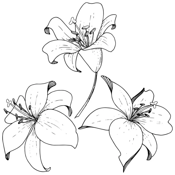 Vektorlilie blumige botanische Blume. Tuschekunst auf weißem Hintergrund eingraviert. Isoliertes Lilium-Illustrationselement. — Stockvektor