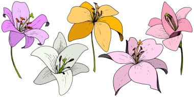 Vektör Lily botanik çiçek. Beyaz arka plan üzerinde oyulmuş mürekkep sanat. İzole lilyum illüstrasyon öğesi.