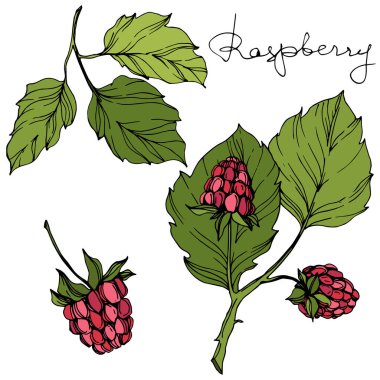 Vektör Ahududu sağlıklı gıda izole. Kırmızı ve yeşil kazınmış mürekkep sanatı. İzole çilek illüstrasyon elemanı.