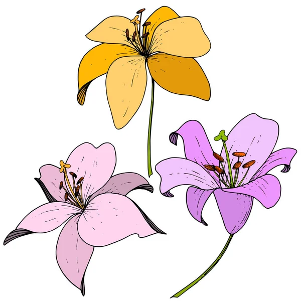Wektor lilii botanicznych kwiat kwiatowy. Grawerowane atrament sztuki na białym tle. Element ilustracja na białym tle lilium. — Wektor stockowy