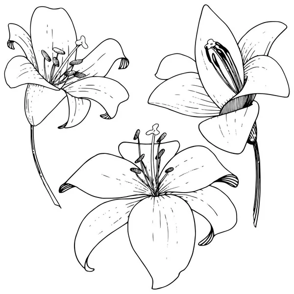 Vector Lily floral botanische bloem. De kunst van het gegraveerde inkt op een witte achtergrond. Geïsoleerde lilium afbeelding element. — Stockvector