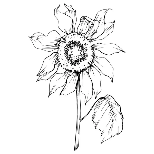 ベクトルヒマワリの花の植物の花。黒と白の彫刻インクアート。孤立したヒマワリイラスト要素. — ストックベクタ