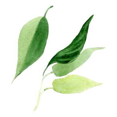 Brugmansia yeşil çiçek botanik çiçekler yaprakları. Suluboya arka plan seti. İzole Brugmansia illüstrasyon eleman.