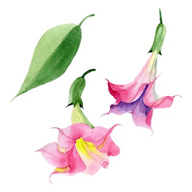 Pembe Brugmansia Floral botanik çiçekleri. Suluboya arka plan seti. İzole Brugmansia illüstrasyon eleman.