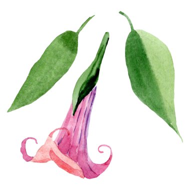 Pembe Brugmansia Floral botanik çiçekleri. Suluboya arka plan seti. İzole Brugmansia illüstrasyon eleman.