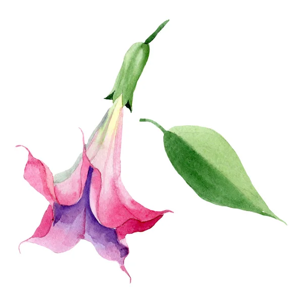 Rosa brugmansia flores botânicas florais. Conjunto de fundo aquarela. Elemento ilustrativo isolado da brugmansia . — Fotografia de Stock