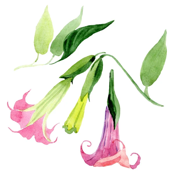 Pembe Brugmansia Floral botanik çiçekleri. Suluboya arka plan seti. İzole Brugmansia illüstrasyon eleman. — Stok fotoğraf
