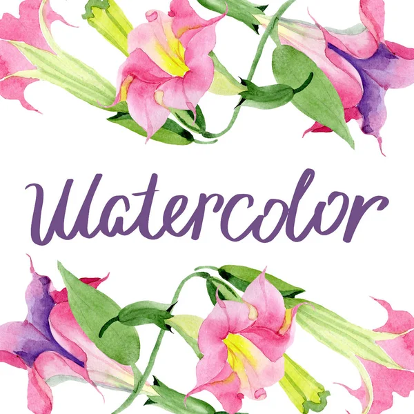 Pembe brugmansia çiçek botanik çiçekler. Suluboya arka plan illüstrasyon seti. Çerçeve kenarlık süs karesi.