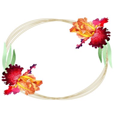 Kırmızı Bold karşılaşma iris çiçek botanik çiçekler. Suluboya arka plan illüstrasyon seti. Çerçeve kenarlık süs karesi.