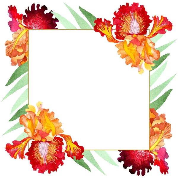 レッドボールドは、虹彩花の植物の花に遭遇します。●水彩背景イラストセット。フレームボーダーオーナメント正方形. — ストック写真