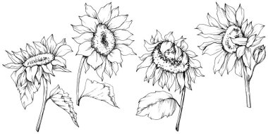 Vektör Ayçiçeği çiçek botanik çiçekler. Siyah ve beyaz oyulmuş mürekkep sanatı. İzole ayçiçeği illüstrasyon elemanı.