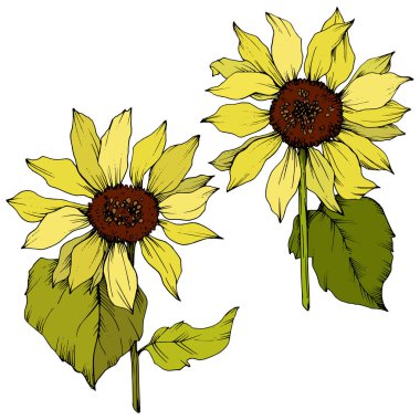 Vektör Ayçiçeği çiçek botanik çiçekler. Sarı ve yeşil oyulmuş mürekkep sanatı. İzole ayçiçeği illüstrasyon elemanı.