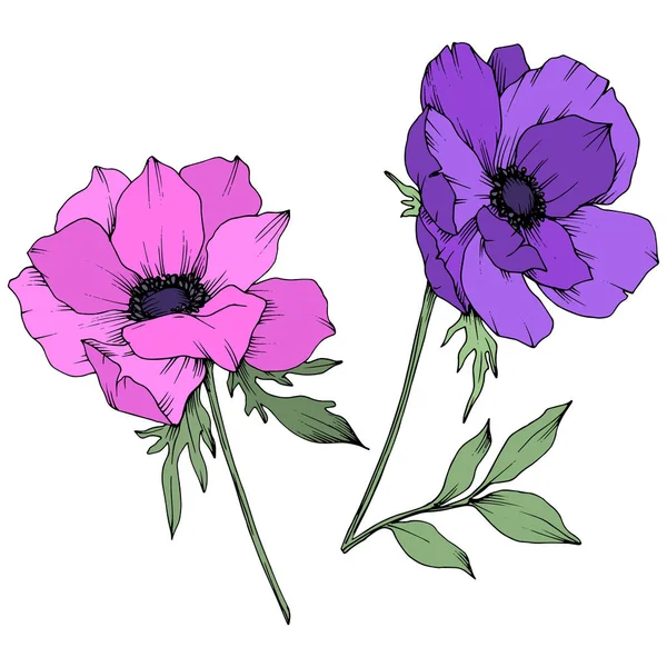 Vektör Anemone çiçek botanik çiçekler. Siyah ve beyaz oyulmuş mürekkep sanatı. İzole anemon illüstrasyon elemanı.