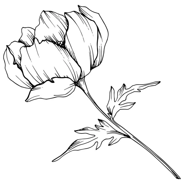 Vektör Anemone çiçek botanik çiçek. Siyah ve beyaz oyulmuş mürekkep sanatı. İzole anemon illüstrasyon elemanı.