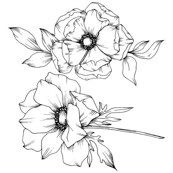 Vektor-Anemone Blumen botanischen Blumen. Schwarz-weiß gestochene Tuschekunst. Isoliertes Anemonenillustrationselement. — Stockvektor