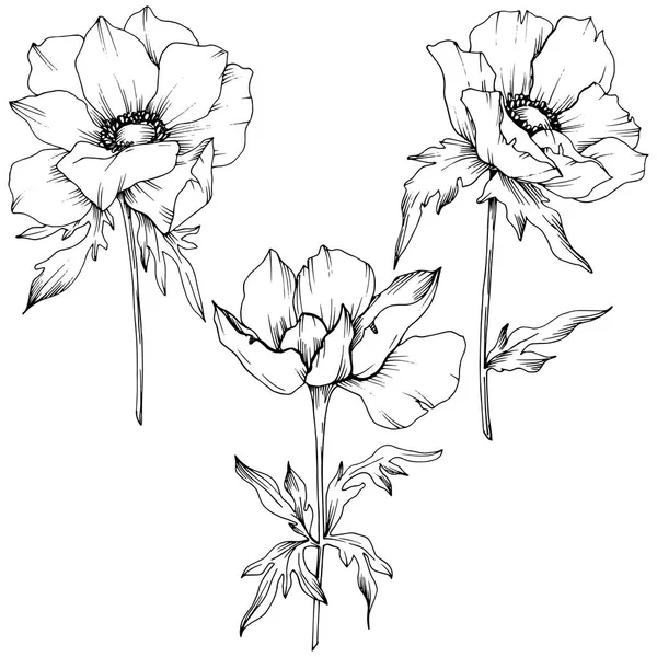 Vector Anemone flores botánicas florales. Tinta grabada en blanco y negro. Elemento de ilustración de anémona aislada . — Vector de stock