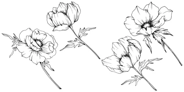 Vector Anemone flores botánicas florales. Tinta grabada en blanco y negro. Elemento de ilustración de anémona aislada . — Archivo Imágenes Vectoriales