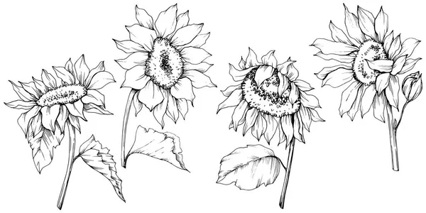 Vector Girasol flores botánicas florales. Tinta grabada en blanco y negro. Elemento de ilustración de girasol aislado . — Archivo Imágenes Vectoriales