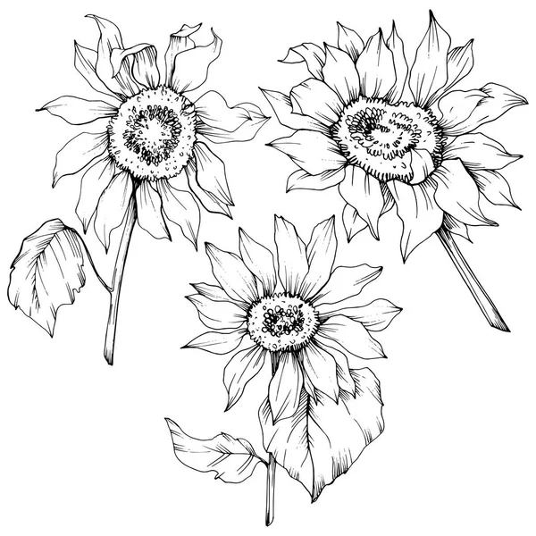 Vector Sunflower floral botanical flowers. Black and white engraved ink art. Isolated sunflower illustration element.