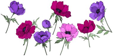 Vektör Anemone çiçek botanik çiçekler. Siyah ve beyaz oyulmuş mürekkep sanatı. İzole anemon illüstrasyon elemanı.