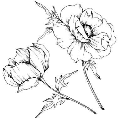Vektör Anemone çiçek botanik çiçekler. Siyah ve beyaz oyulmuş mürekkep sanatı. İzole anemon illüstrasyon elemanı.