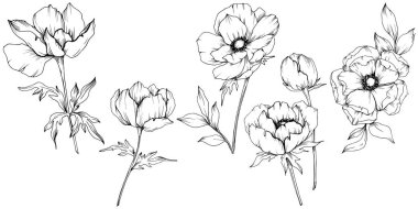 Vektör Anemone çiçek botanik çiçekler. Siyah ve beyaz oyulmuş mürekkep sanatı. İzole anemon illüstrasyon elemanı.