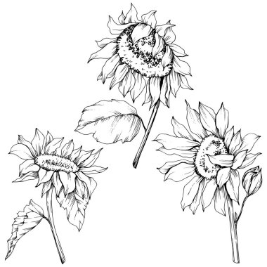 Vektör Ayçiçeği çiçek botanik çiçekler. Siyah ve beyaz oyulmuş mürekkep sanatı. İzole ayçiçeği illüstrasyon elemanı.