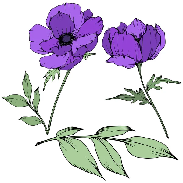 Vector Purple Anemone flores botánicas florales. Tinta grabada en blanco y negro. Elemento de ilustración de anémona aislada . — Vector de stock