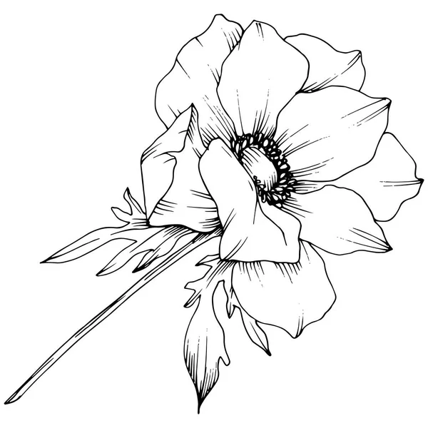 Vektor-Anemone, botanische Blüte. Schwarz-weiß gestochene Tuschekunst. Isoliertes Anemonenillustrationselement. — Stockvektor