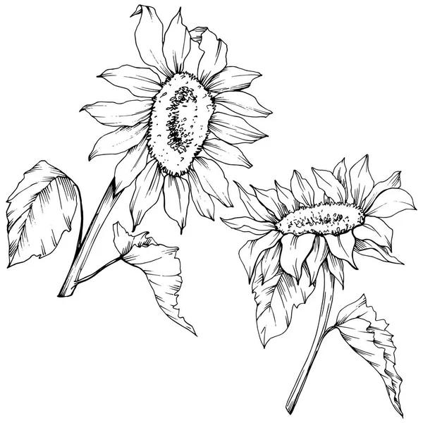 Vector Sunflower floral botanical flowers. Black and white engraved ink art. Isolated sunflower illustration element.