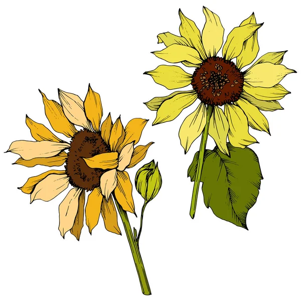 Vector Sunflower floral botanical flowers. Yellow and green engraved ink art. Isolated sunflower illustration element.