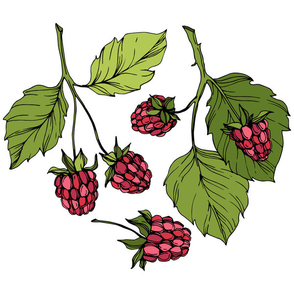 Vector Raspberry healthy food isolated. Red and green engraved ink art. Isolated berries illustration element.
