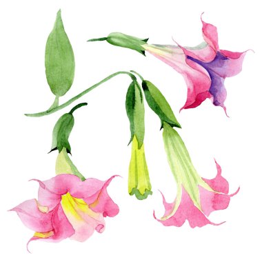 Pembe Brugmansia Floral botanik çiçekleri. Suluboya arka plan seti. İzole Brugmansia illüstrasyon eleman.