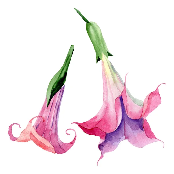 Pink brugmansia floral botanical flowers. Watercolor background set. Isolated brugmansia illustration element. — Stock Photo, Image