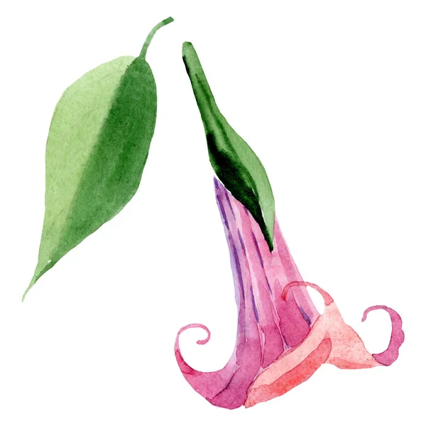 Rosa brugmansia flores botânicas florais. Conjunto de fundo aquarela. Elemento ilustrativo isolado da brugmansia . — Fotografia de Stock