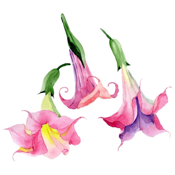 Pink brugmansia floral botanical flowers. Watercolor background set. Isolated brugmansia illustration element. — Stock Photo, Image