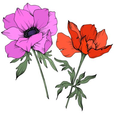 Vektör Anemone çiçek botanik çiçekler. Siyah ve beyaz oyulmuş mürekkep sanatı. İzole anemon illüstrasyon elemanı.