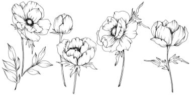 Vektör Anemone çiçek botanik çiçekler. Siyah ve beyaz oyulmuş mürekkep sanatı. İzole anemon illüstrasyon elemanı.