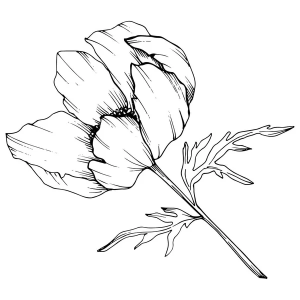 Vektor-Anemone, botanische Blüte. Schwarz-weiß gestochene Tuschekunst. Isoliertes Anemonenillustrationselement. — Stockvektor