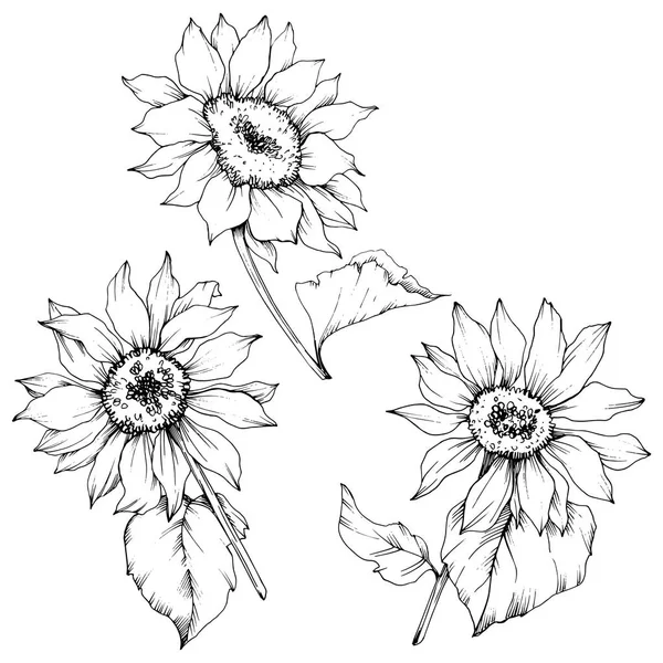 Векторні квіти соняшнику. Чорно-біле гравірування чорнила. Ізольований елемент ілюстрації соняшнику . — стоковий вектор