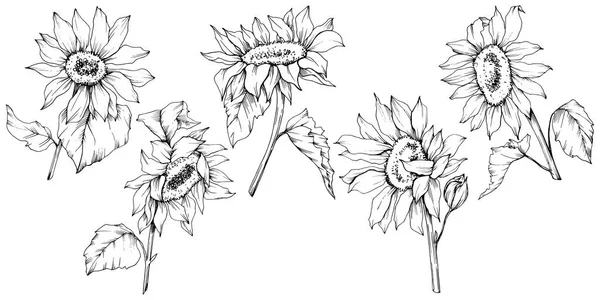 Botanická slunečnicová květinové květiny. Černé a bílé ryté inkoustem. Izolovaný obrázek samostatné slunečnice. — Stockový vektor
